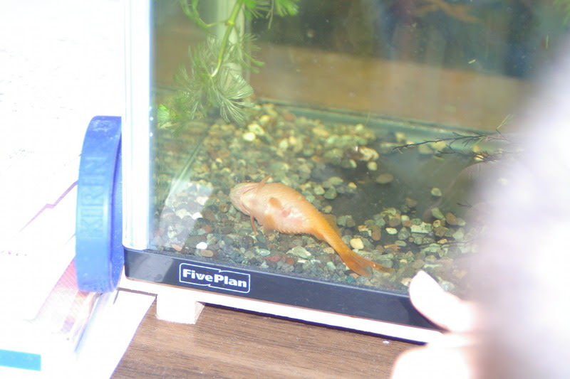 金魚のキンちゃんが死んだ Ohashi S Digital Telescope