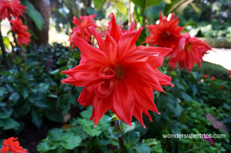 สวนแม่ฟ้าหลวง เชียงราย