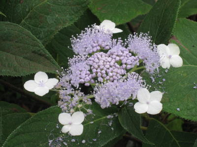 タマアジサイ 玉紫陽花 植物 苗木 花木 生産販売 通販 リスト