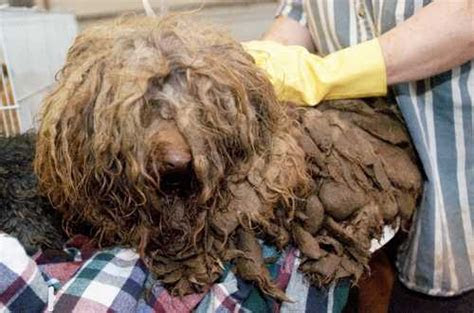 animal hoarding islip animal shelter  adopt  pet center