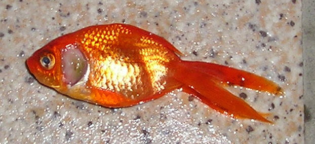 ワキンとコメット愛好会