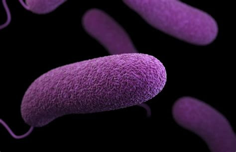 bacteria viruses fungi   words