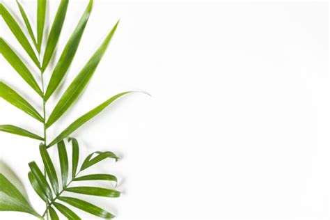 minimalist background  green leaves  white photo