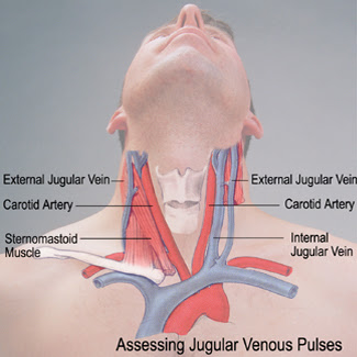 2015-01-15-jugularvein