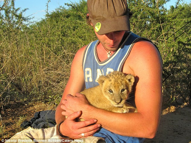 Saved: As a cub Sirga was driven out from a pride and rescued by the German and Danish duo