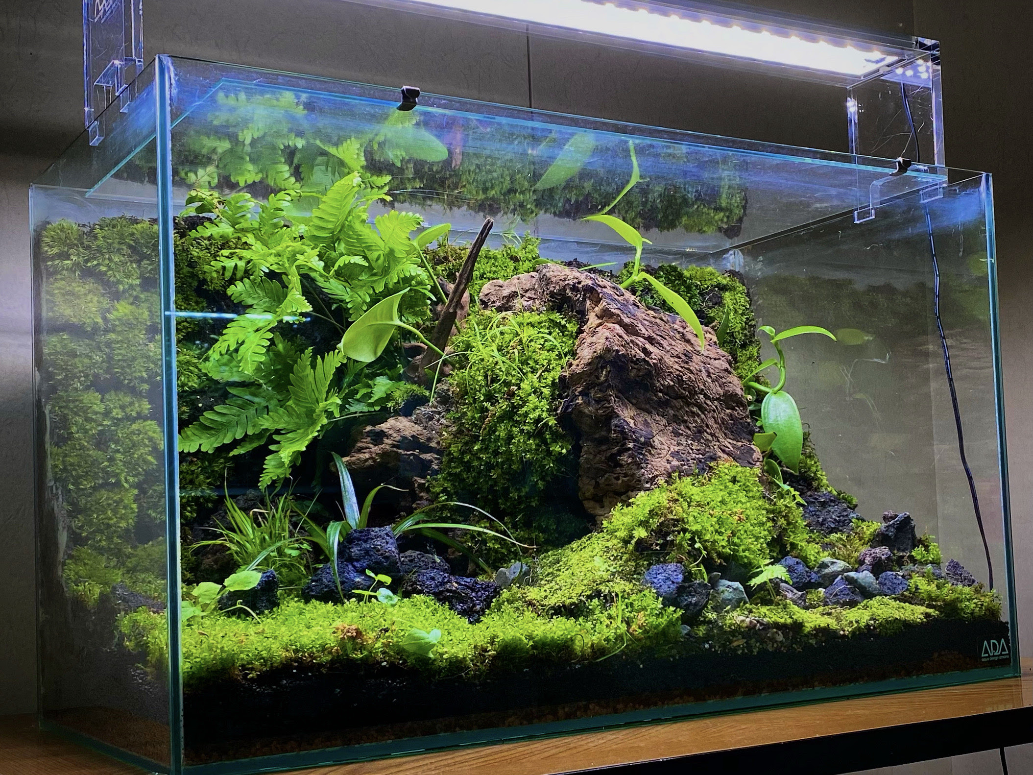苔テラリウムでカエルを飼おう ツノガエルの飼育方法 The Scaper S Room