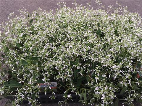 寄せ植えの名脇役 ユーフォルビアダイアモンドフロスト 花ズバっ プランツギャザリング寄せ植え教室をお探しの方へ愛知岐阜など全国からお越しいただいています