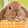 Skamu.com - The only place for Myspace icons, Orkut avatars, and profile codes