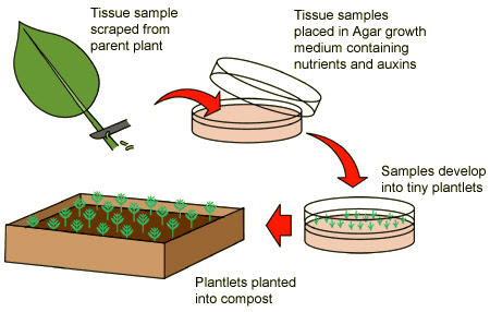 Download this How Clone Plants Tissue Culture Higher picture