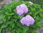 New Shrubs to Identify: Garden Bloggers Bloom Day August 2012 ...