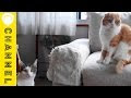 猫 かまってほしい 395541-猫 かまってほしい 鳴く