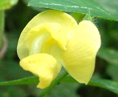 道ばたの雑草 野草 １９ たくましい花