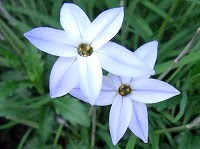 ２月２８日の誕生花 ハナニラ 花韮 の花言葉 耐える愛 別れの悲しみ を秘めた青い小さな星イフェイオン 弥生おばさんのガーデニングノート 花と緑の365日 楽天ブログ