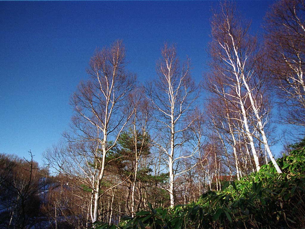ゆんフリー写真素材集 No 315 森の朝 日本 長野