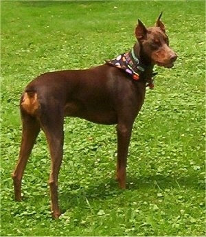 Doberman Pinscher Information Doberman Pinscher Information