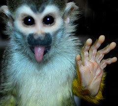 squirrel monkey