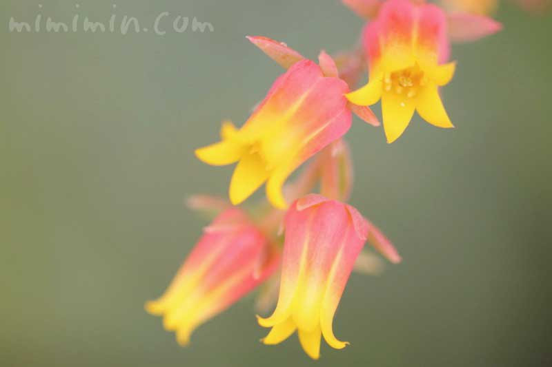 エケベリアの花の写真 花言葉 みみみんブログ