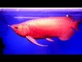 25 ++ アロワナ 赤 値段 565016-アロワナ 赤 値段