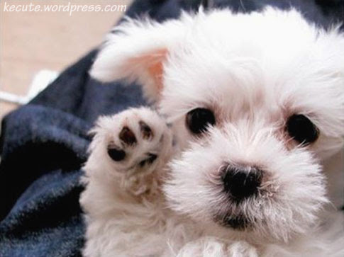 Who thinks this puppy is cute???