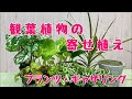 [10000印刷√] 観葉植物 ハンギング やり方 266615