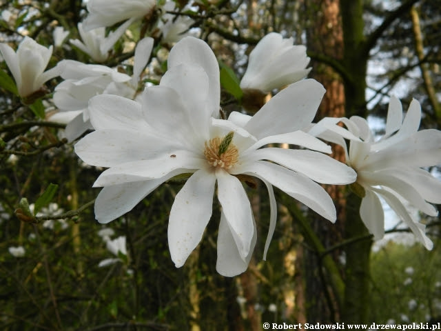 magnolia gwiaździsta