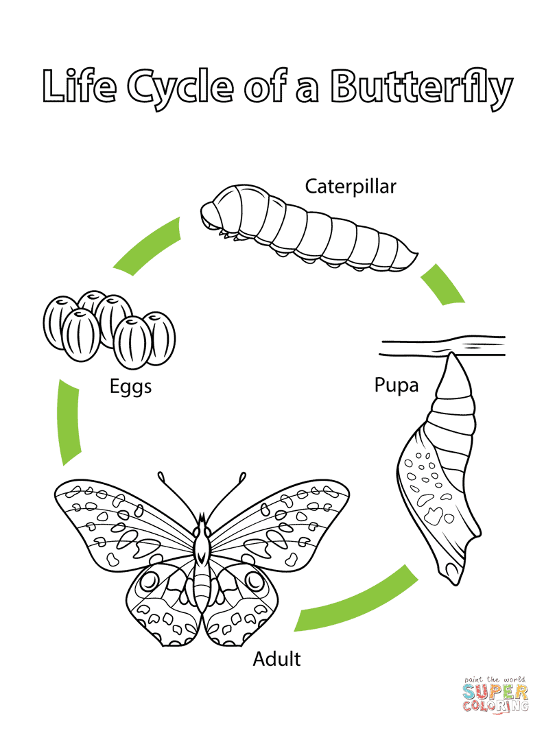 Vectors