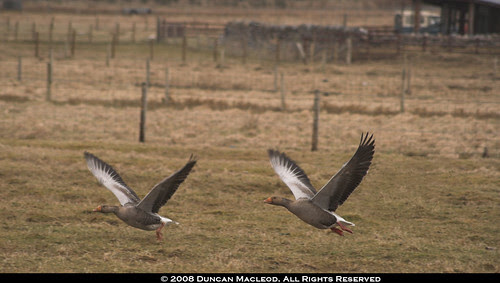 geese_6509-01a