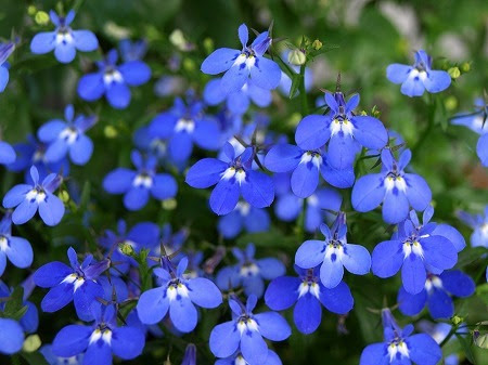庭の花 ロベリア Hakuの花あしらい日記 楽天ブログ