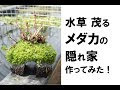 メダカ 隠れ家 いる 328252-��ダカ 隠れ家 いる