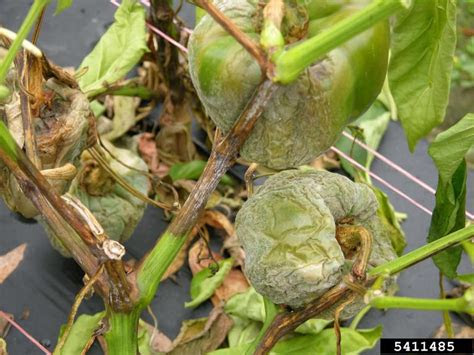 I am learning so many things you can use in your garden instead of throwing away. Phytophthora blight (Phytophthora capsici ) on pepper