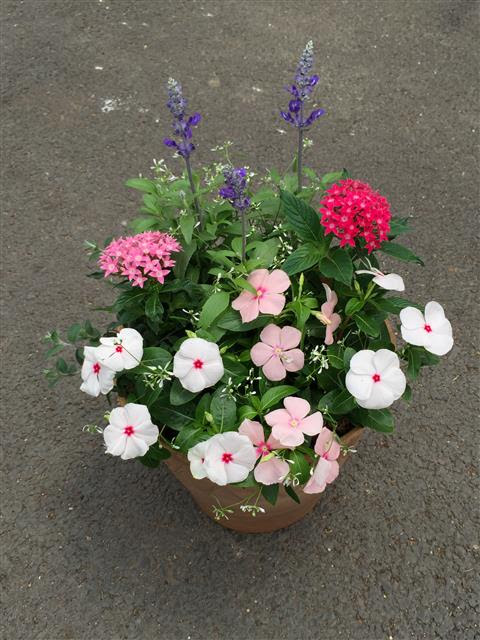 夏花壇の定番 ブルーサルビア 花ズバっ プランツギャザリング寄せ植え教室をお探しの方へ愛知岐阜など全国からお越しいただいています