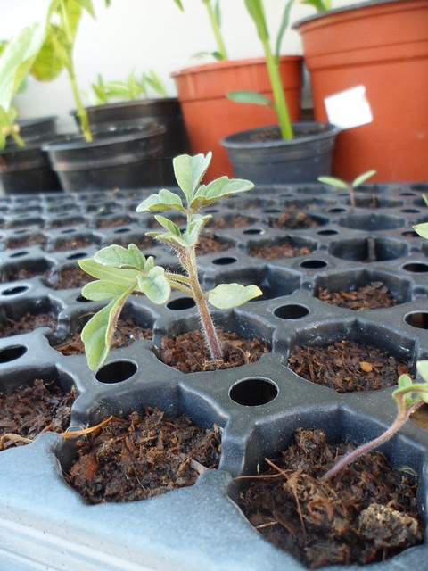 Tomato Seedling