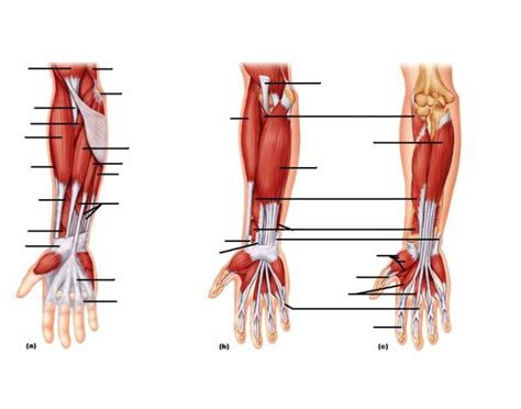 Learning the function of each structure will accelerate your ability to memorize, so be sure to check out our detailed article on the integumentary system parts and functions. Muscles of the Forearm: Movements of the Wrist, Hand, and