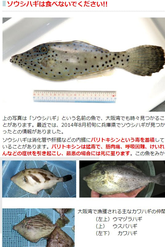 ソウシハギ カワハギの仲間で 内臓などにパリトキシンという毒を持つ 食べると激しい筋肉痛や呼吸困難 けいれんを引き起こし 重篤な場合は死に至ることもあるそうな トレンドニュースアワー
