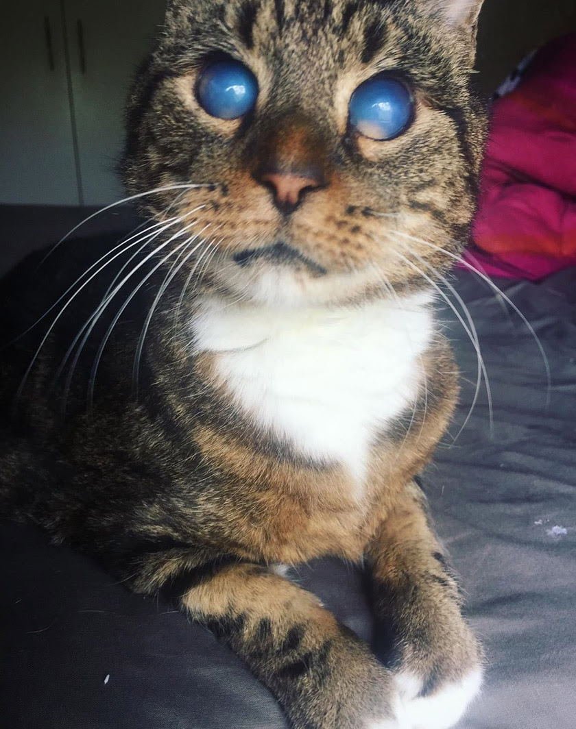 Soren, kucing buta bermata cantik, umpama galaksi  Astro Awani