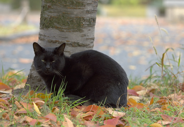 猫 京都市梅小路公園