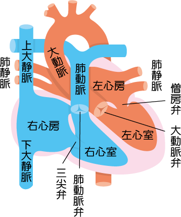 臓器について 心臓 臓器移植q A 一般の方 一般社団法人 日本移植学会
