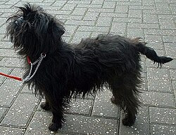 Affenpinscher Picture
