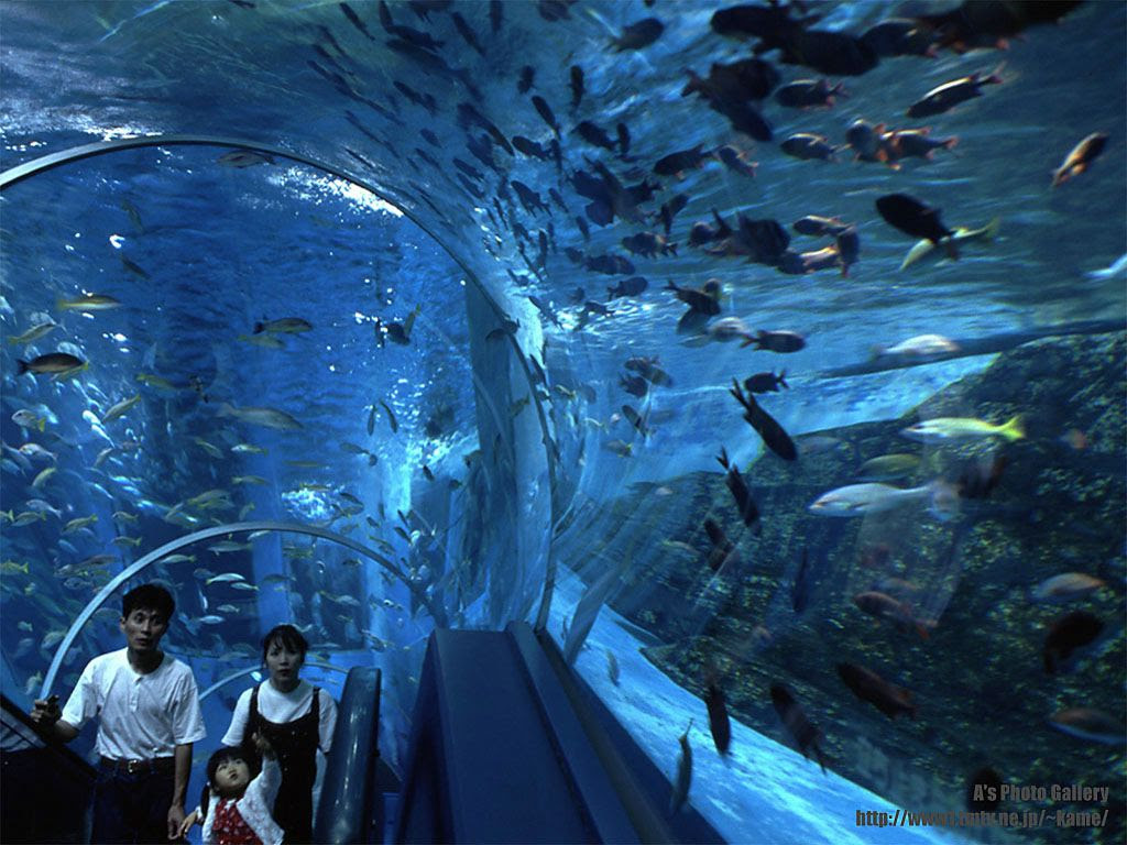 Fond D Ecran Aquarium Gratuit Fonds Ecran Aquarium Poissons