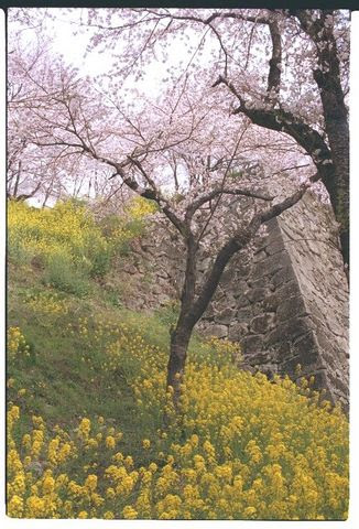 cherryyellowwall
