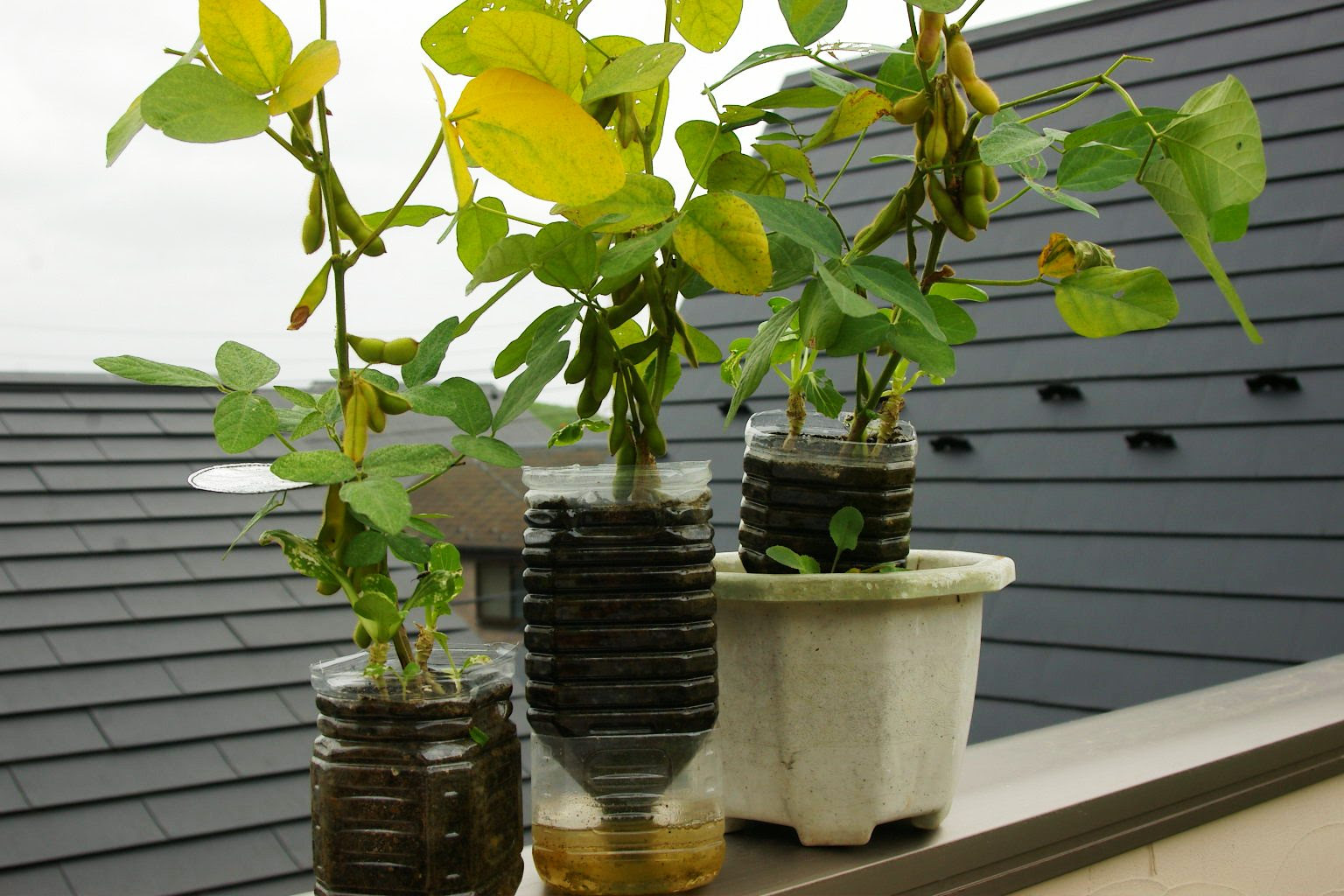 ペットボトルで自家製枝豆栽培 ビールがうまいっ Love Green