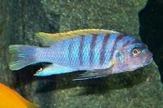 Pseudotrofheus Fainzilberi (Pseudotropheus fainzilberi)