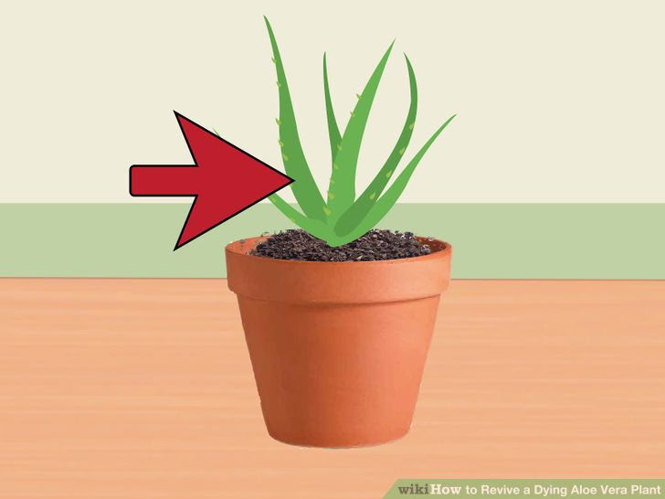 Revive a Dying Aloe Vera Plant Step 9.jpg