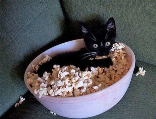 Parti Populiste Youtube Imagini Haioase Cu Animale