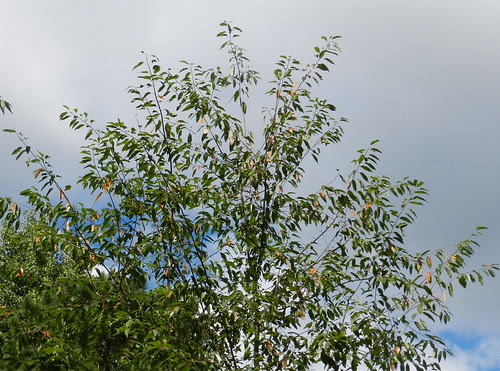 naturenotesDSCN2433