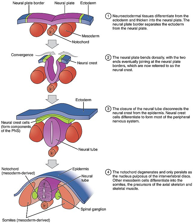 Neurulation 意味 英語 辞書 Neurulation 日本語 定義