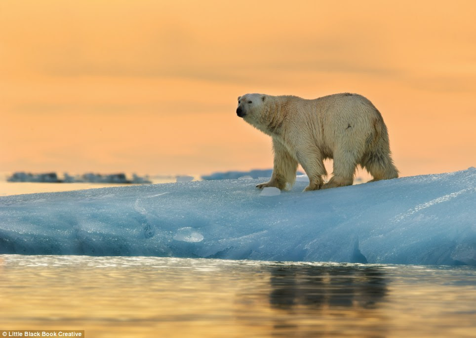 Treasured teddy: There is believed to be 3,000 polar bears living in Svalbard and Franz Joseph Land and locals are only allowed to kill the bears in self-defence as a last resort