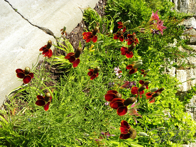 DSCN3835 Prairie Coneflowers