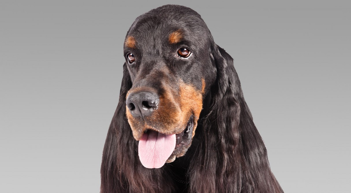 Image result for gordon setter