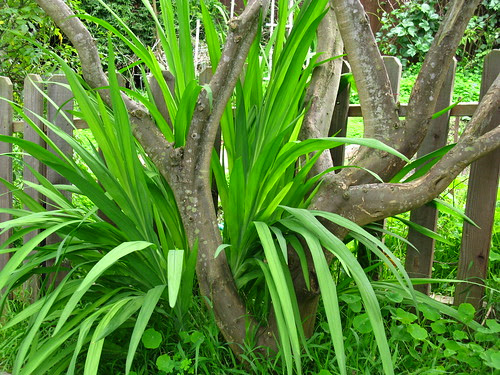 I like multi-trunk trees with monocots like this.